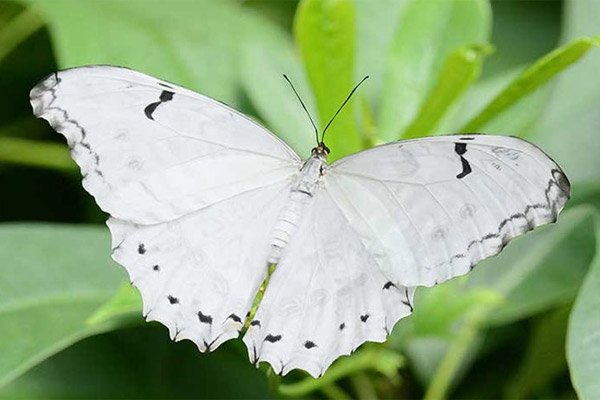 buom-bay-vao-nha-la-diem-gi-2 Những con bướm trắng bay vào nhà mang điều may mắn cho gia chủ