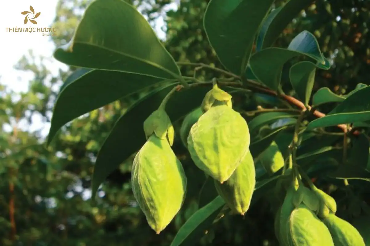 cay-gio-bau-1 Cây Gió Bầu là loài thực vật thường xanh quý hiếm, vừa có giá trị kinh tế và phong thủy, vừa nổi tiếng nhờ khả năng tạo trầm tự nhiên