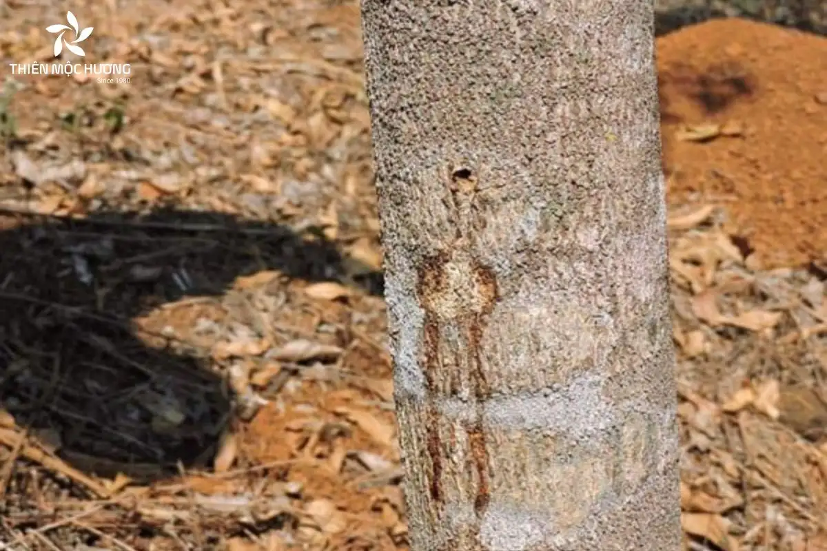 cay-gio-bau-5 Cây Gió Bầu góp phần vào ngành thủ công và vật liệu truyền thống khi cung cấp vỏ và sợi gỗ để tạo nên giấy đặc biệt, sợi bền và nội thất nhẹ từ thiên nhiên