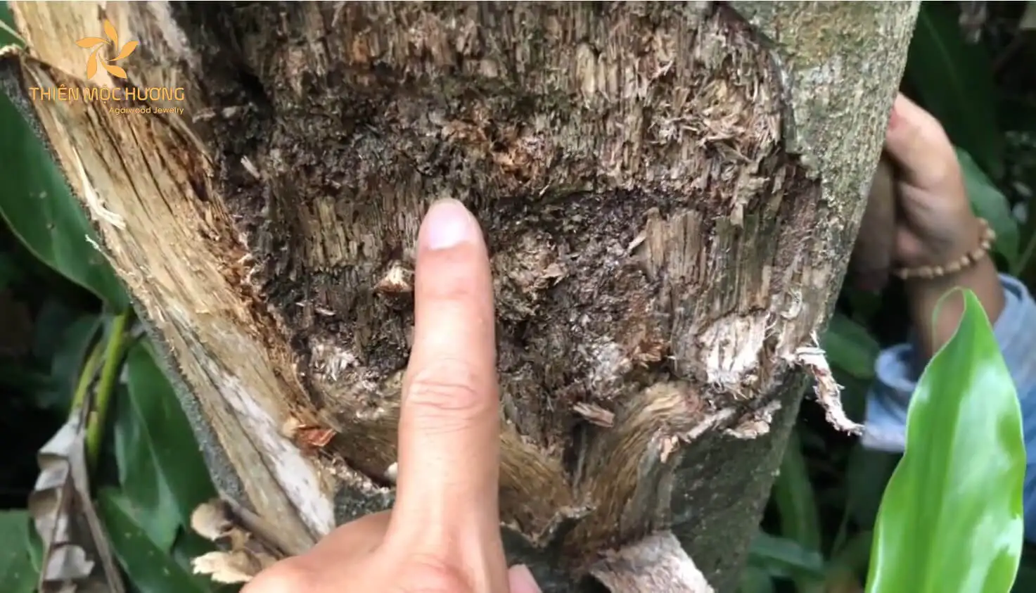 cay-gio-bau-6 Người trồng có thể nhận biết cây Gió Bầu tụ trầm hương nhờ các vệt nhựa sẫm màu trên thân và hương thơm tự nhiên đặc trưng tỏa ra từ gỗ