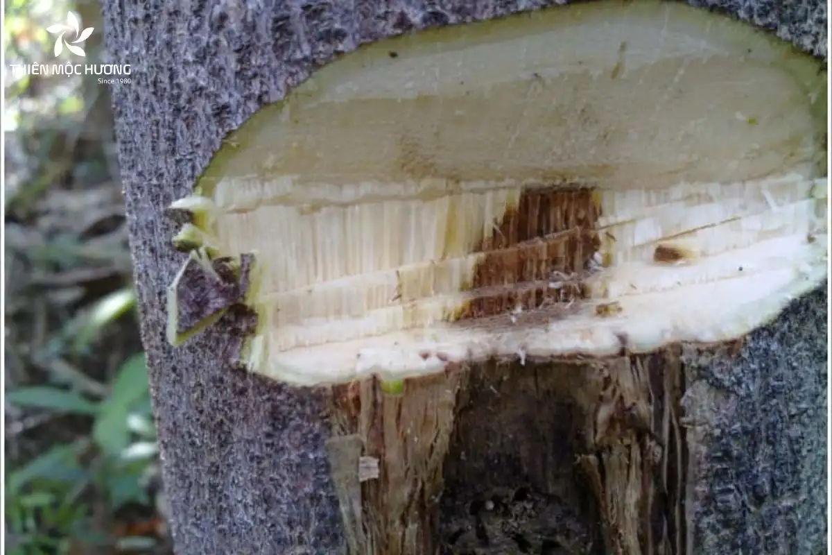 cay-gio-bau-7 Cây Gió Bầu thường cần từ 7 – 10 năm để tạo trầm, và người trồng phải kiên nhẫn kết hợp chăm sóc đúng kỹ thuật mới thu được sản phẩm chất lượng