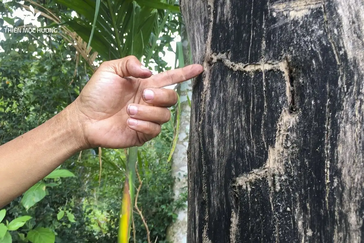 cay-gio-bau-8 Bạn có thể tạo trầm trên cây Gió Bầu bằng cách áp dụng biện pháp gây vết thương kết hợp vi sinh vật, đồng thời duy trì chế độ chăm sóc đúng kỹ thuật để cây sinh trầm đạt giá trị cao