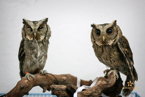 Chim cú mèo bay vào nhà có điềm gì