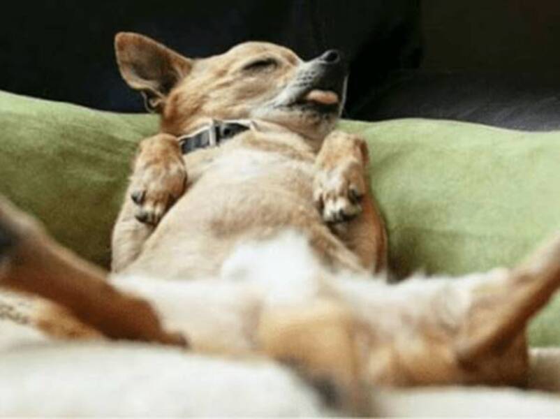 cho-bi-chet-la-diem-gi-3 Từ xưa tới nay, mọi người thường truyền tai nhau những điềm báo về cái chết đột ngột của chó.