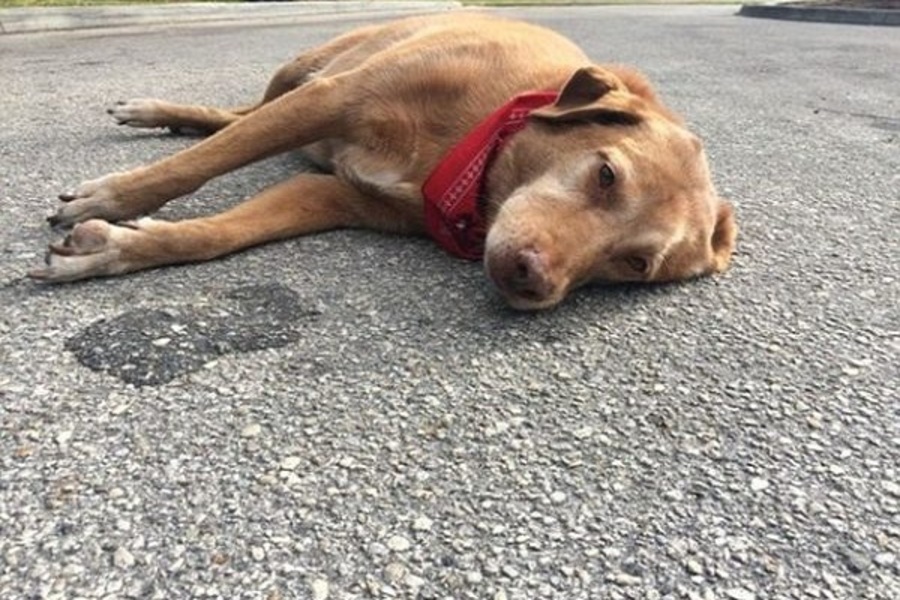 cho-bi-chet-la-diem-gi-5 Một giải đáp nữa cho thắc mắc chó bị chết là điềm gì chính là điềm báo về các mối quan hệ.