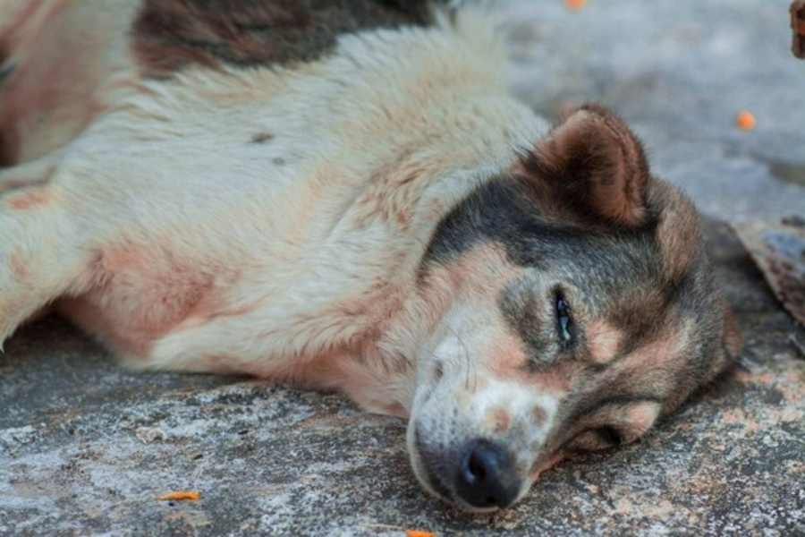 cho-bi-chet-la-diem-gi-7 Đối với con người chúng ta, chó không chỉ là vật nuôi, mà còn là một người bạn thân thiết.