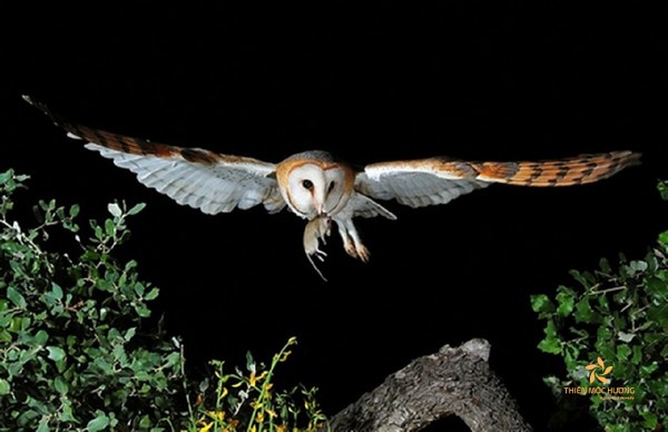 Cú mèo bay vào nhà: lành ít dữ nhiều