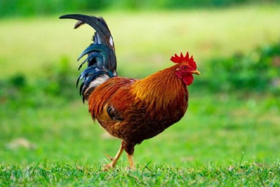 Điềm báo nào khi gà vào nhà đẻ trứng? 