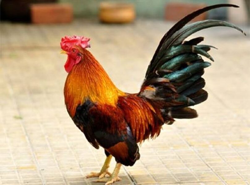 Điềm gì khi có gà trống vào nhà bạn và gáy vào ban đêm?