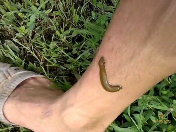 mo-thay-dia-can-danh-so-gi-1200x900-1 Mơ thấy đĩa bám vào chân