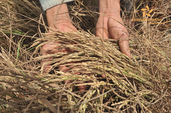 mo-thay-lua-chet mơ thấy lúa chết