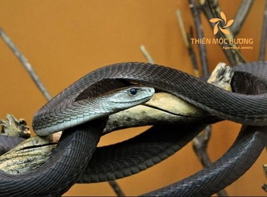 mơ thấy giết rắn báo hiệu điềm gì?