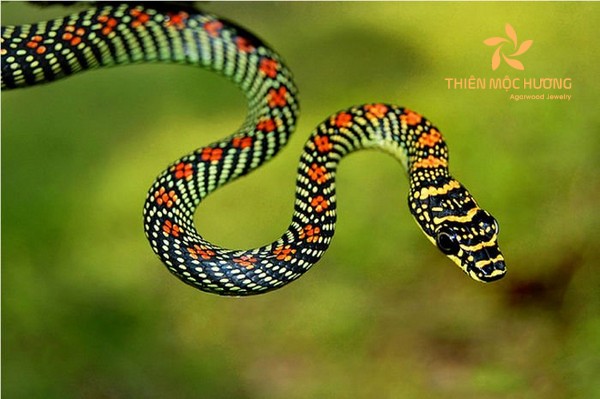 mơ thấy giết rắn điềm tốt