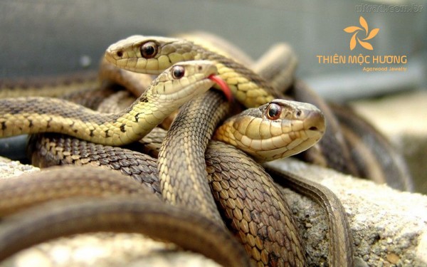 nằm mơ thấy giết rắn là điềm tốt?