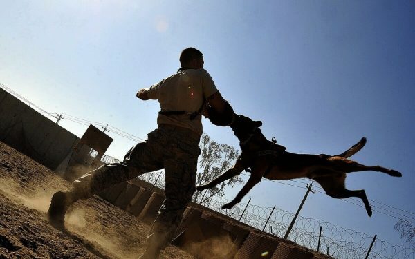 nam-mo-thay-cho-can-1-e1645844009548 Nằm mơ thấy chó cắn người lạ