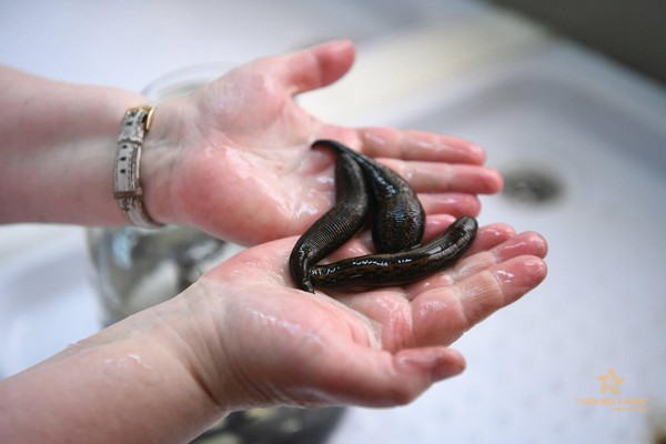 nam-mo-thay-dia-can-2 Mơ thấy đĩa cắn là điềm xấu