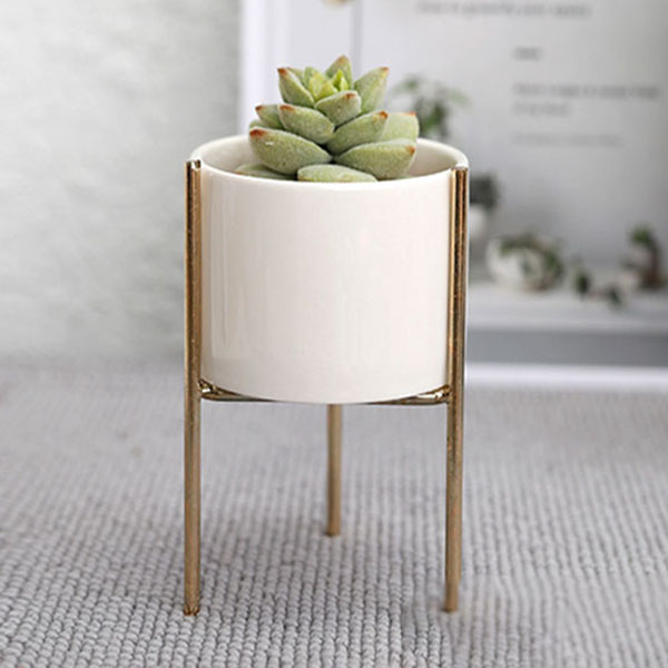 Chậu cây nhỏ để bàn