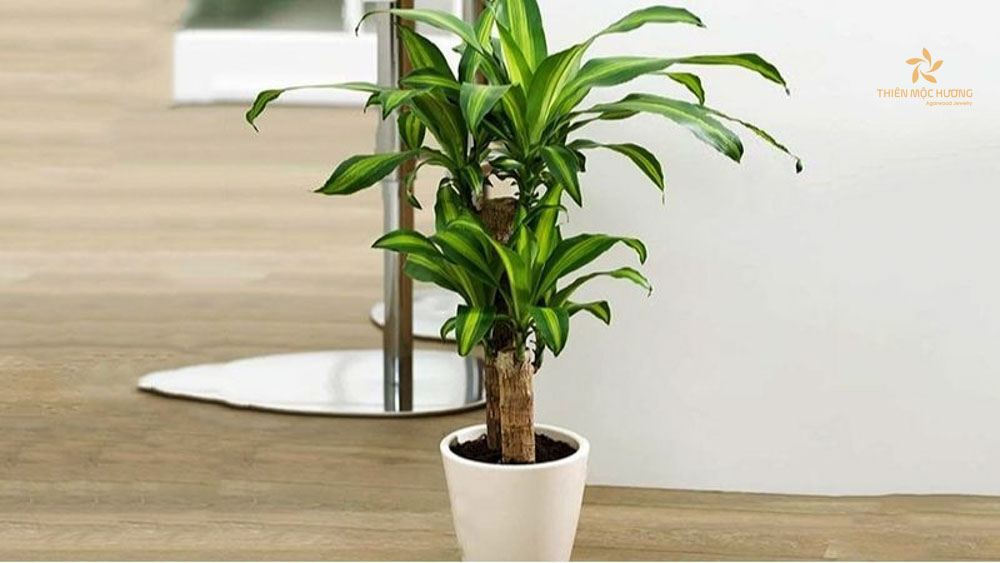 Cây xanh phong thủy