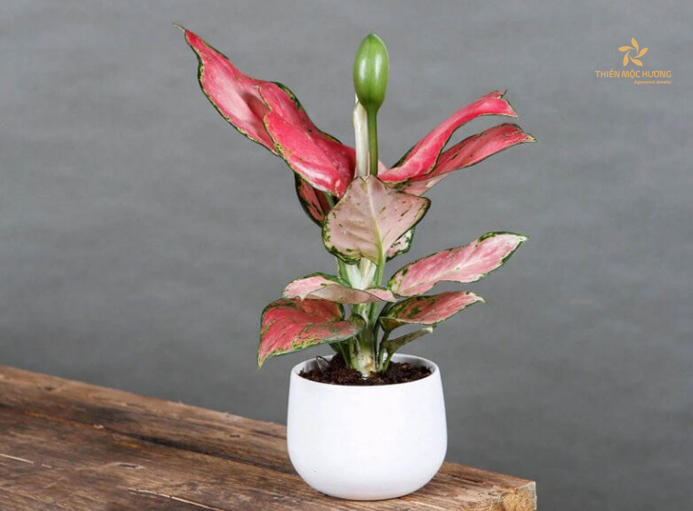 Cây cảnh phong thủy