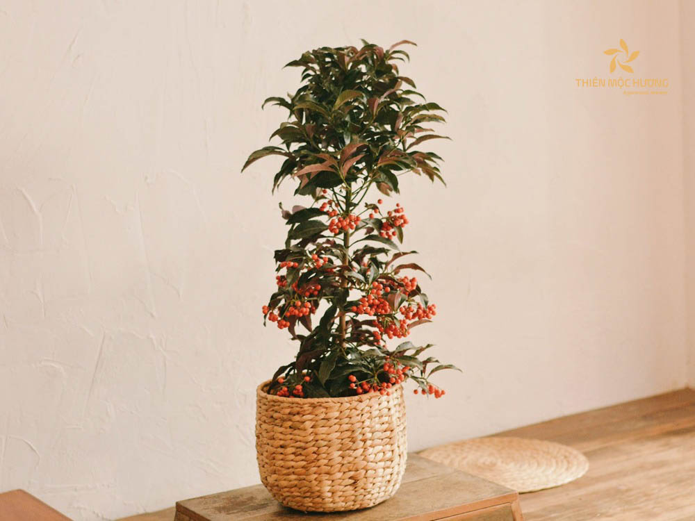 qua-tet-cho-bo-me-chong-12 Cây cảnh Tết