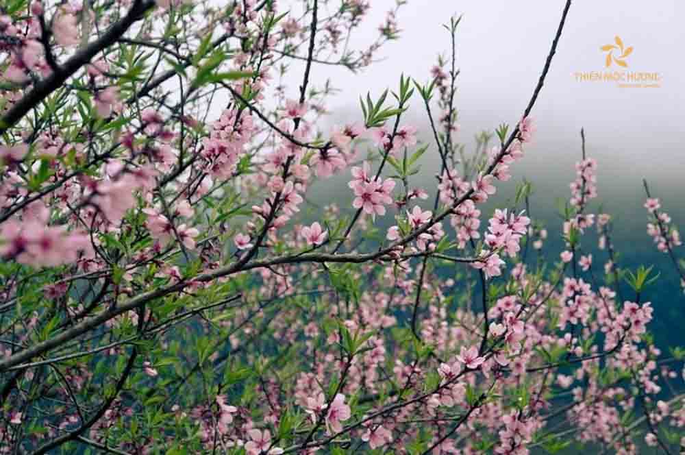 qua-tet-cho-bo-me-vo-14 Cây cảnh ngày Tết