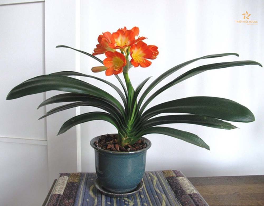 qua-tet-y-nghia-2024-20 Quà tết tặng sếp phổ biến - Cây cảnh dịp Tết