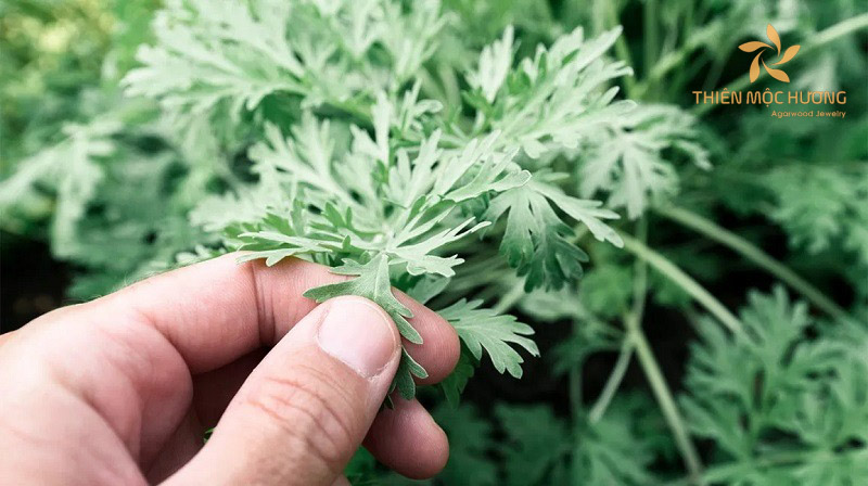 Mang lá ngải theo bên mình trong tháng 7 cô hồn