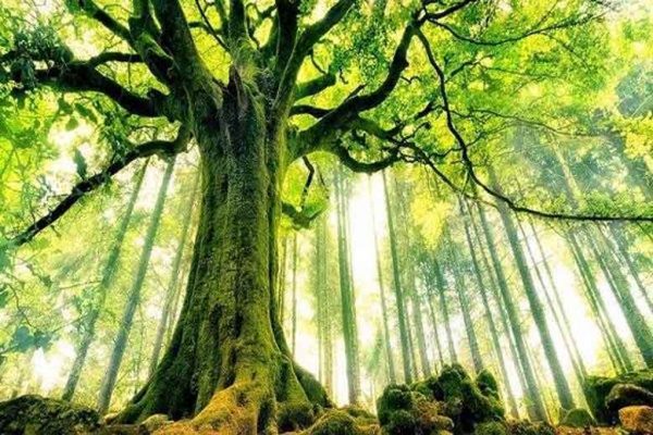 Cuộc đời của lá số tử vi Kỷ Tỵ 1989 khá bình ổn