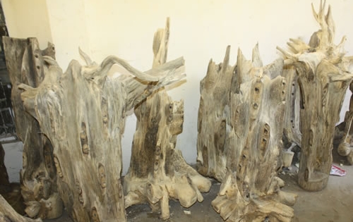 bạch kỳ nam là gì