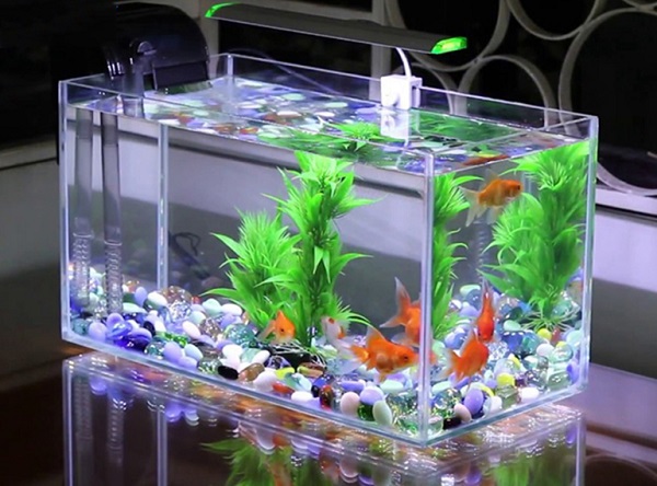 Đặt bể cá trong nhà