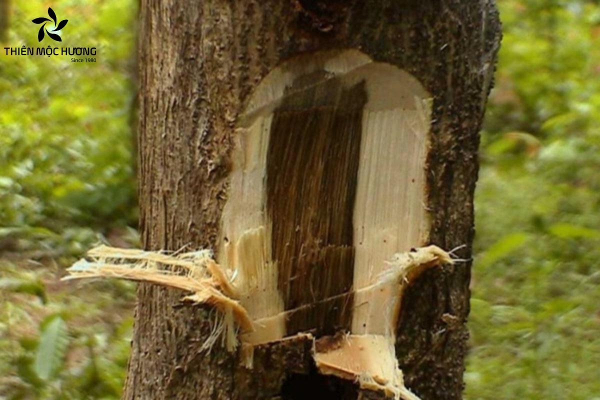 cac-loai-tram-04 Trầm hương rừng hình thành khi cây Dó Bầu bị tổn thương do thiên nhiên