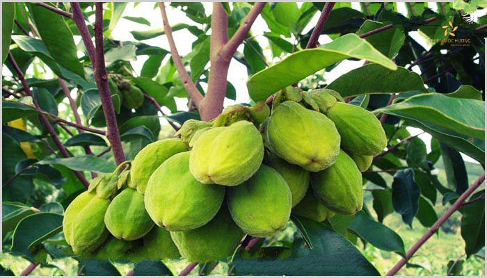 Lựa chọn thời điểm trồng đúng vụ