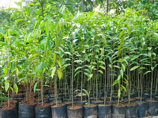 Sử dụng giống cây gỗ trầm hương