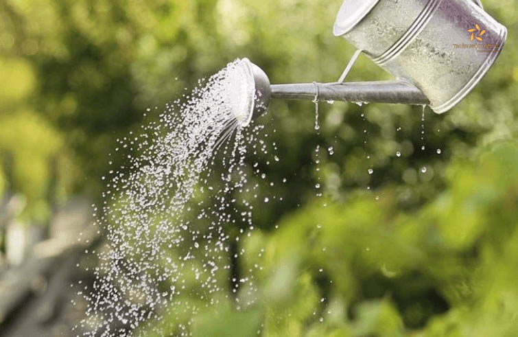 Tưới nước cho cây trầm hương