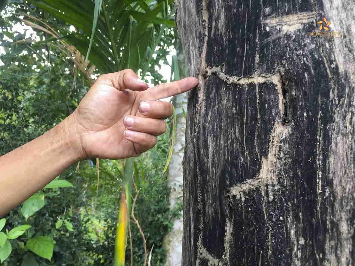 giống cây gỗ trầm hương