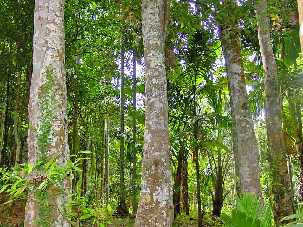 Điều kiện lý tưởng để trồng cây trầm hương