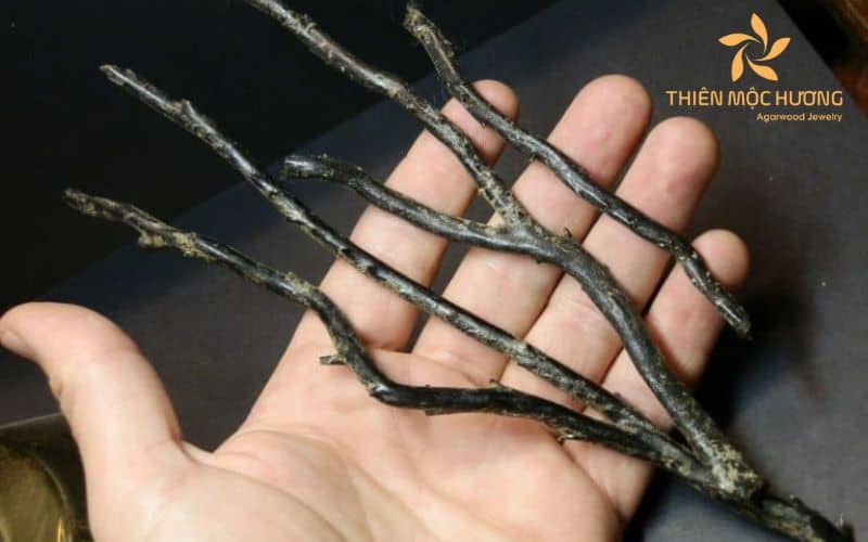 cay-duong-den cây dương đen