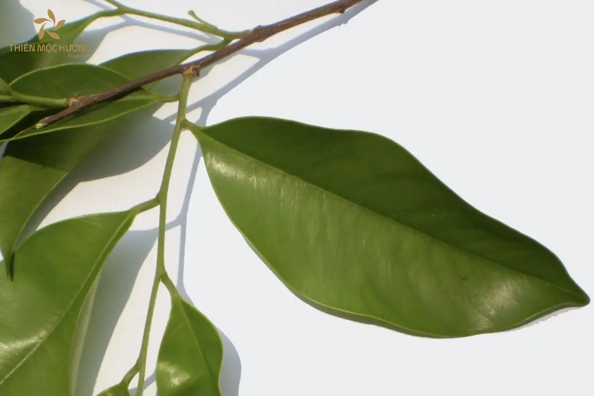 Cây Gió Bầu mang đến giá trị y học đặc biệt khi cung cấp dược liệu quý hỗ trợ điều trị bệnh ung thư, rối loạn tiêu hóa và chăm sóc sức khỏe phụ nữ sau sinh