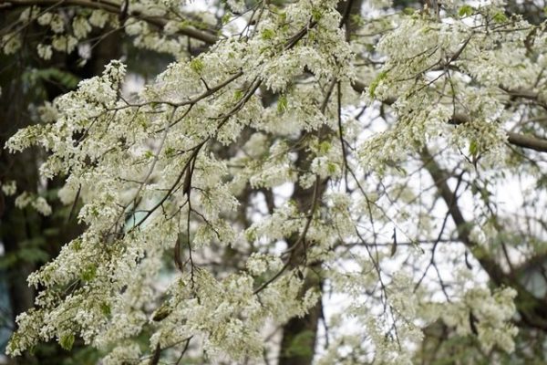 cay-sua-trang-2-600x400-1 Cây sưa trắng có tên khoa học là Millettia ichtyochtona Drake