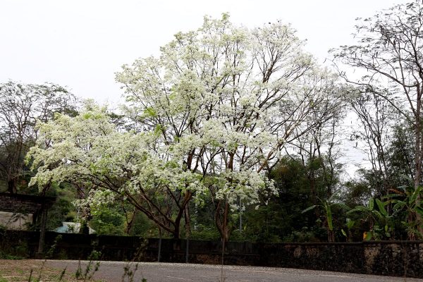 cay-sua-trang-3-600x400-1 Nó có phần lõi, không có yếu tố nào để trở thành cây gỗ quý