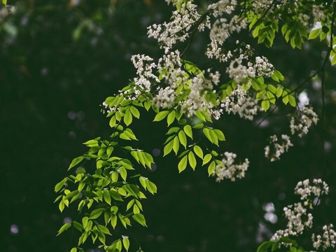 cay-sua-trang-4 Hoa mọc ra từ nách lá, cây thường ra hoa trước khi lá mọc đầy đủ