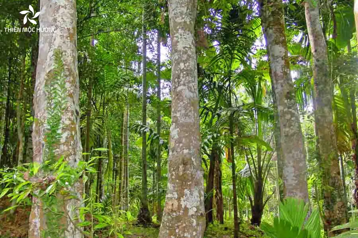 Trầm hương là loại gỗ quý hiếm hình thành từ cây Dó Bầu sau nhiều năm tích tụ nhựa, sở hữu hương thơm đặc trưng cùng giá trị cao