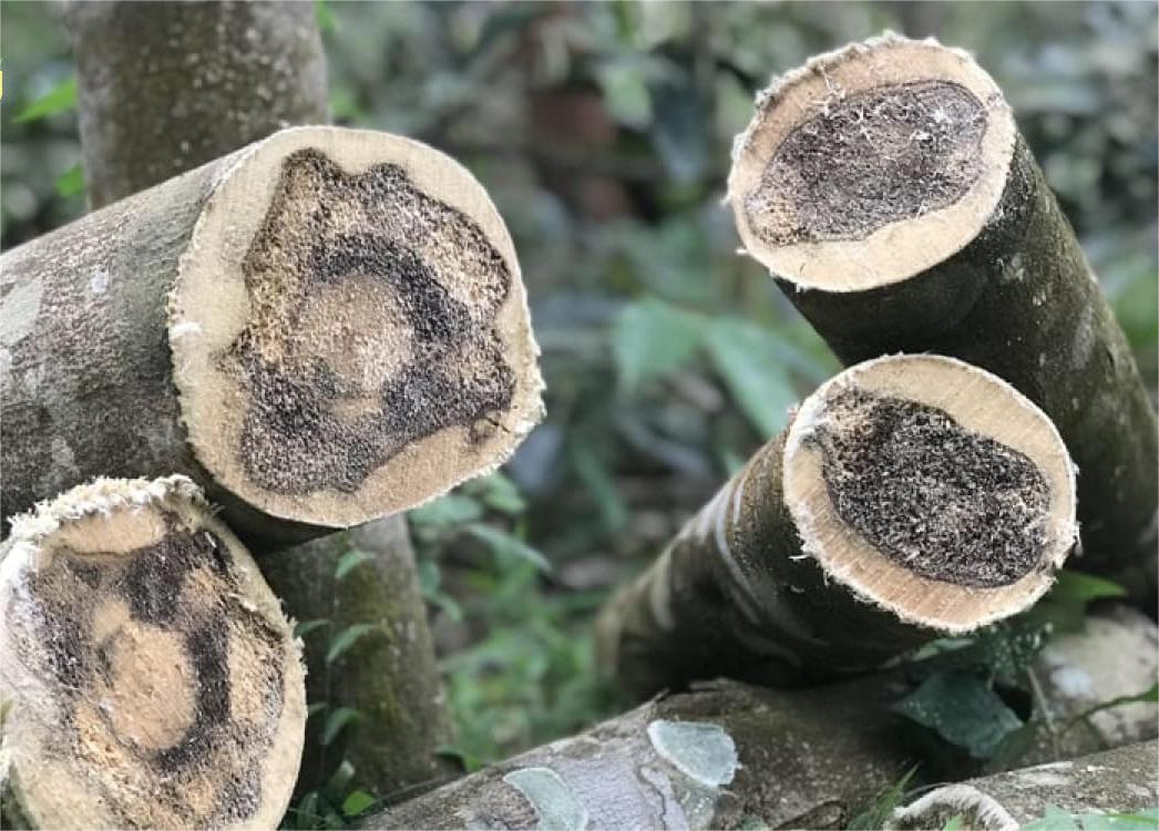 so-nam-tich-tram-huong-indo