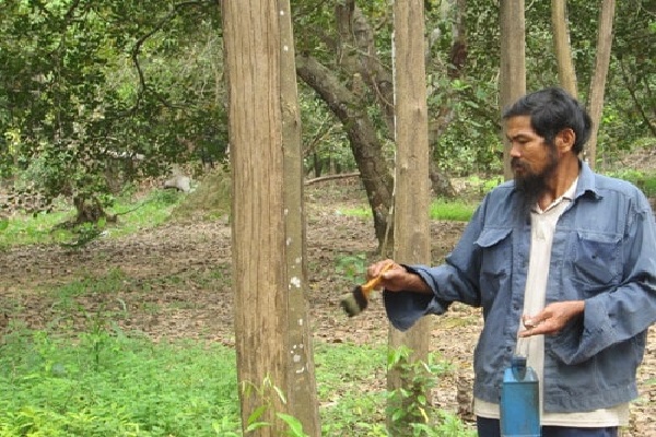 Tạo trầm bằng chế phẩm gì ?