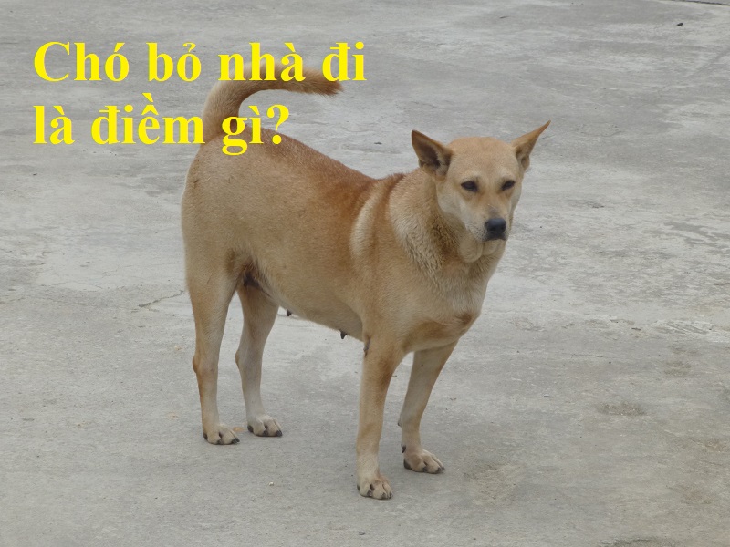 cho-bo-nha-di-bao-hieu-dieu-gi-1