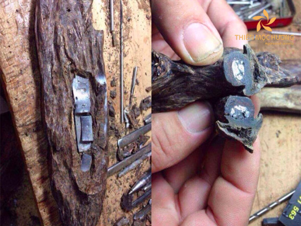 Gỗ trầm bị độn thêm kim loại