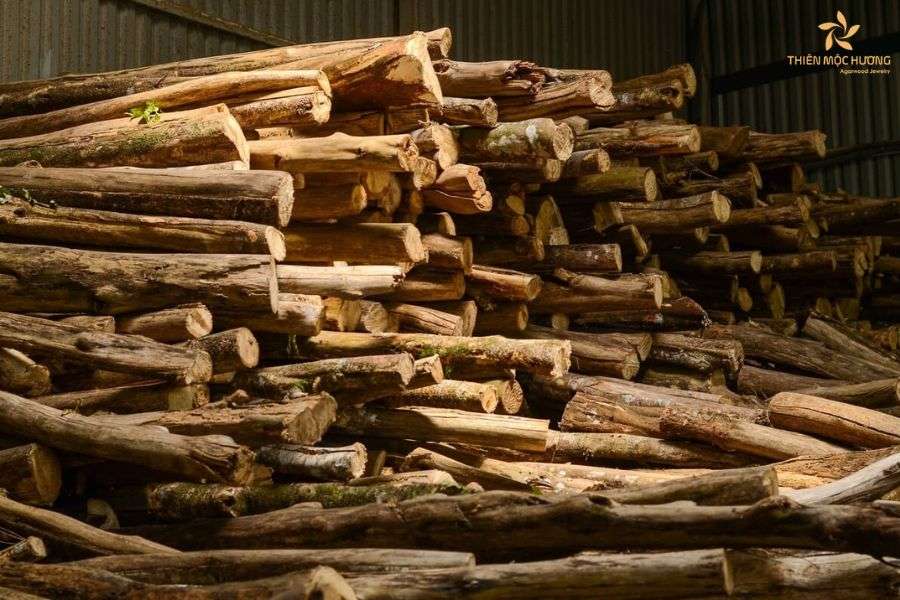 image1-38 Top các quốc gia có nhiều trầm hương nhất