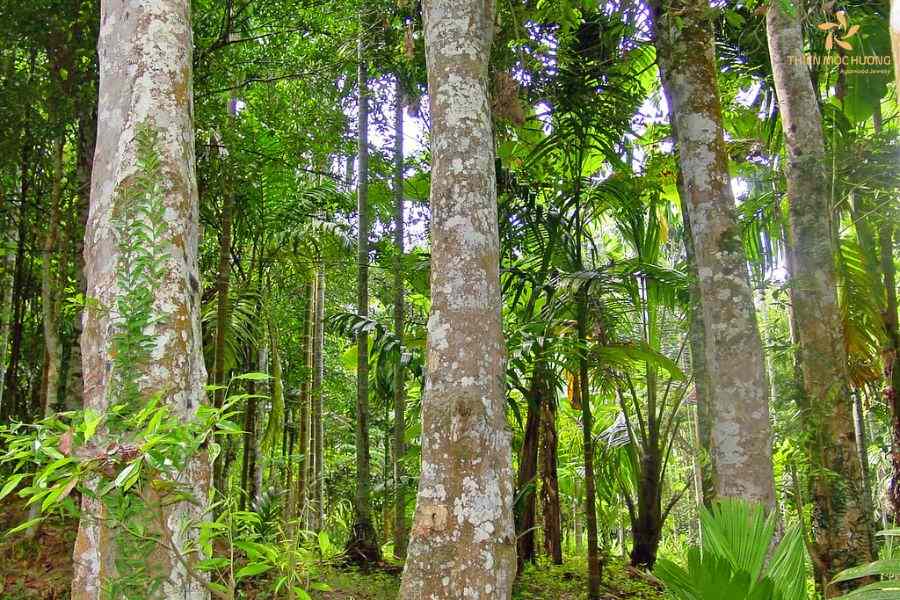 image2 Trầm hương nước nào tốt nhất?