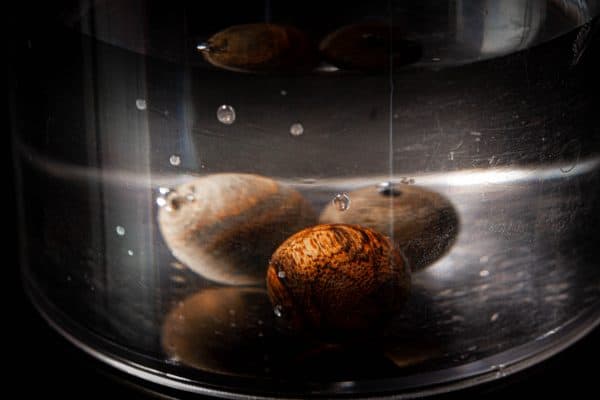 Trầm hương với lượng tinh dầu mạnh thường chìm trong nước