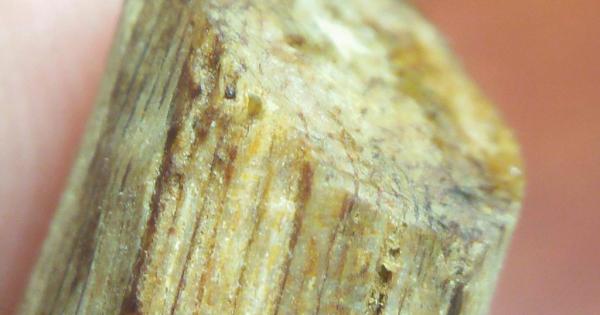 ky-nam-la-gi-bach-ky-nam